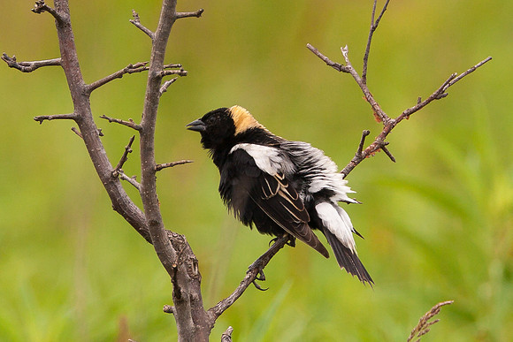 Bobolink