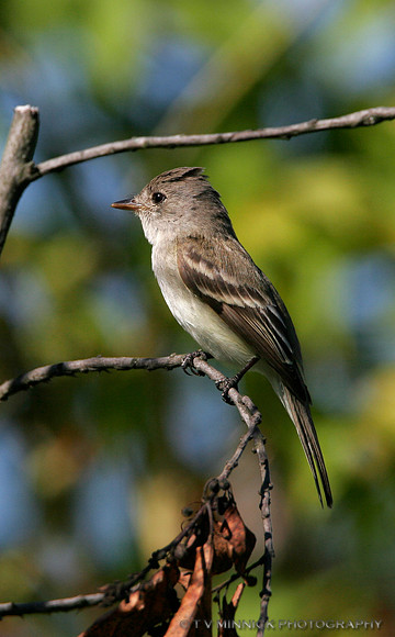 Eastern Wood Pewee