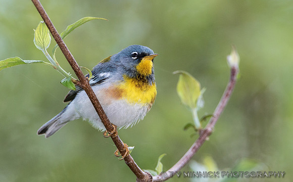 Northern Parula- Ohio