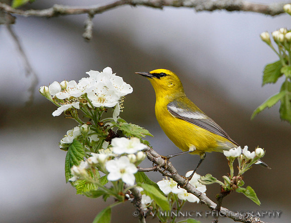 Blue-winged Warbler-Illinois