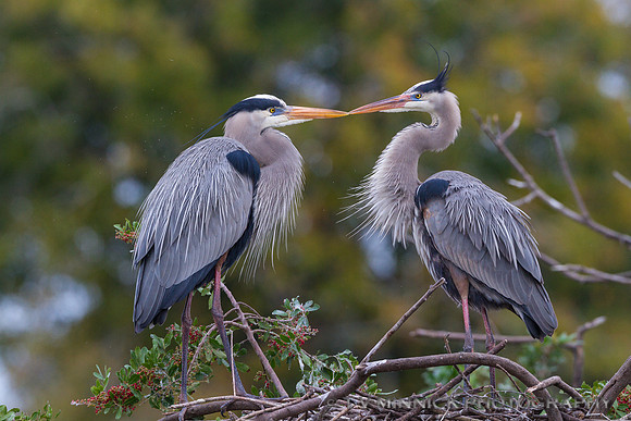 Great Blue Heron Pair-Florida