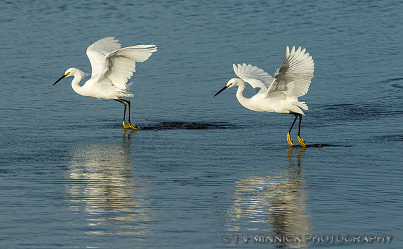 Snowy Egrets Dancing on the Water-Florida