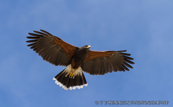 Harris's Hawk-Arizona