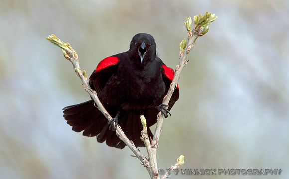 Red-winged Blackbird-Illinois