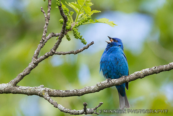 Indigo Bunting-Illinois
