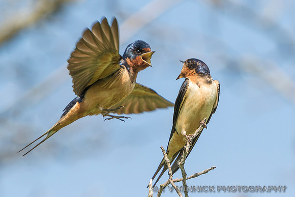 Squabbling Swallows