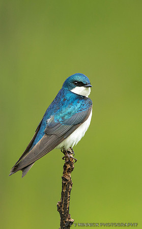 Tree Swallow Portrait-Illinois