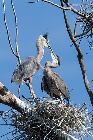 Feeding Great Blue Heron Chick