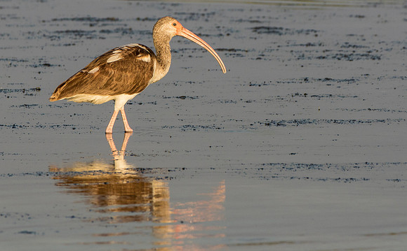 Immature White Ibis