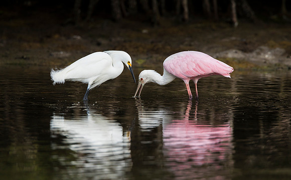 Spoonbill and Snowy