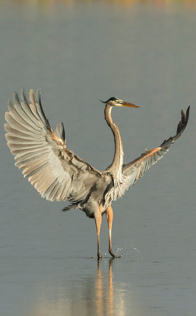 Heron Landing
