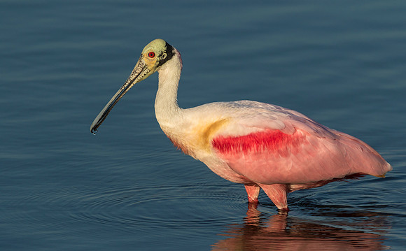 Roseate Spoonbill