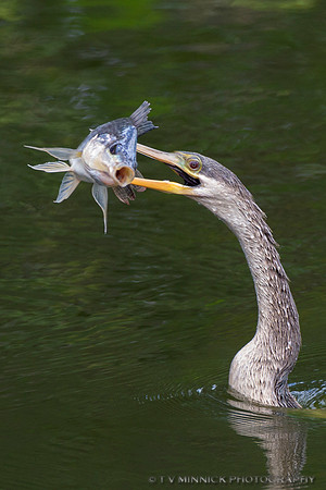 Catch of the Day-Anhinga-Florida