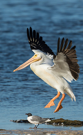 Pelican Landing