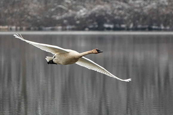 Trumpeter Swan