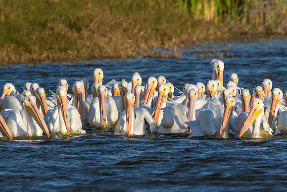 White Pelican Feeding Flock