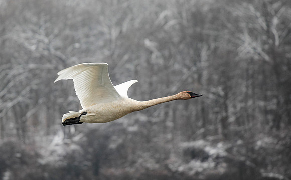 Trumpeter Swan in Flight