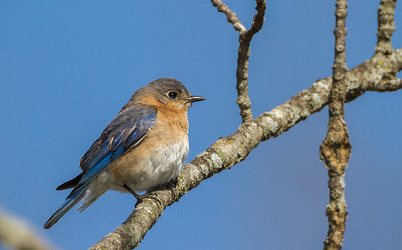 Female Bluebird