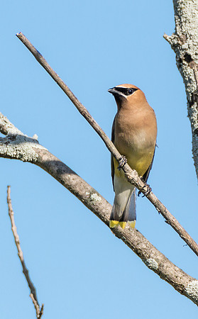Cedar Waxwing