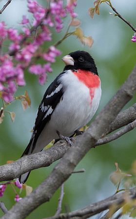Redbreasted Grosbeak