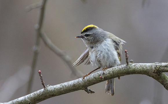 Golden-crowned Kinglet