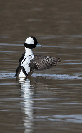 Bufflehead