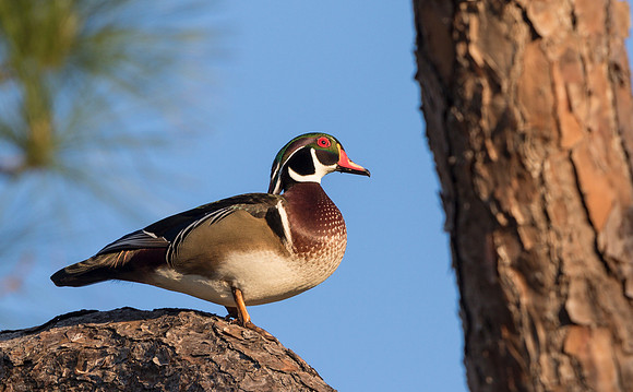 Wood Duck male