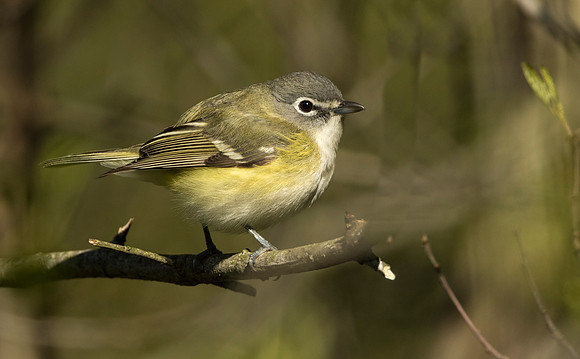 Blue-headed Vireo
