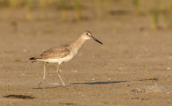 Willet nonbreeding