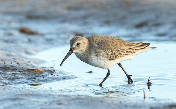 Dunlin nonbreeding