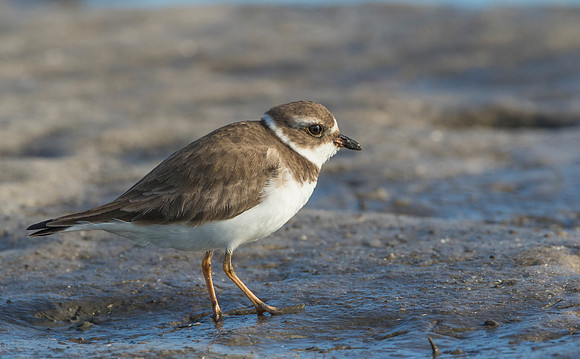 Wilson's Plover nonbreeding