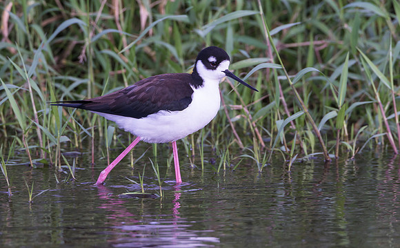 Black-necked Stilt