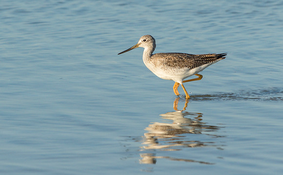 Greater Yellowlegs nonbreeding