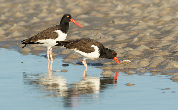 American Oystercatchers