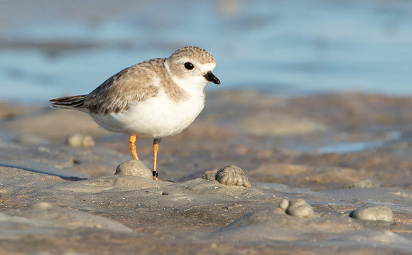 Piping Plover juvenile