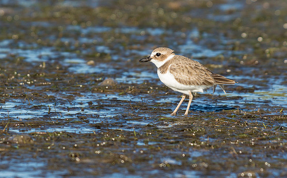 Piping Plover