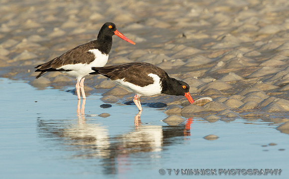 American Oystercatchers-Florida