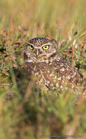 Burrowing Owl