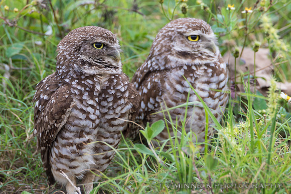 Burrowing Owls