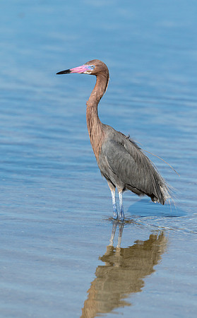 Reddish Egret