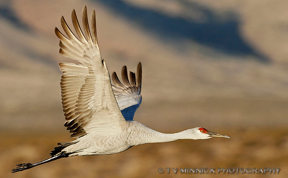 Sandhill Crane-New Mexico