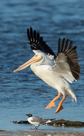 American White Pelican-Florida