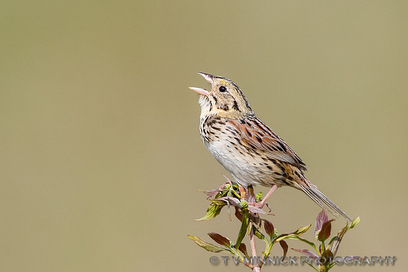 Henslow's Sparrow-Illinois