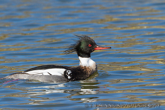 Red-breasted Merganser-Illinois
