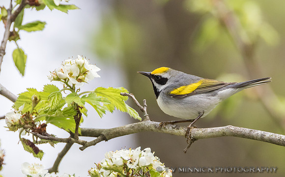 Golden-winged Warbler -Illinois