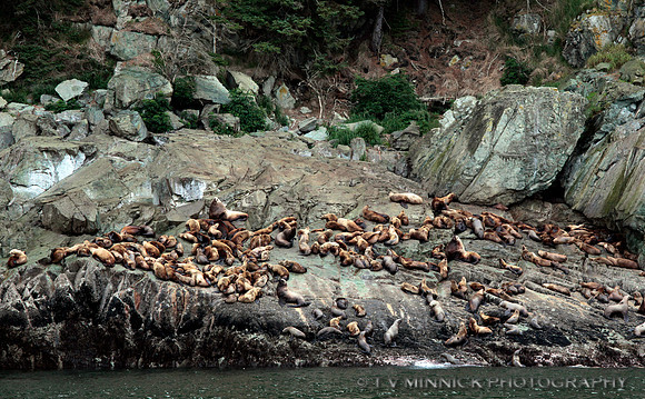 Steller's Sea Lions