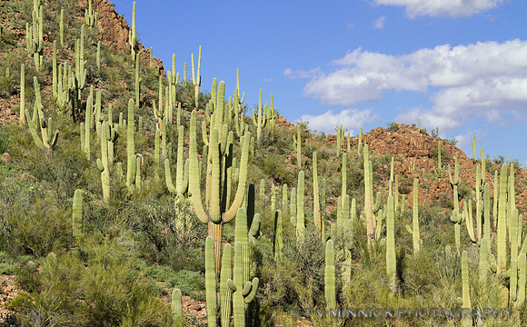 Saguaros on Mountainside