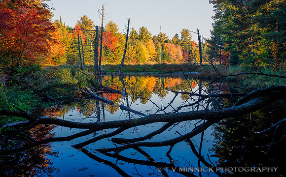 A Beaver Pond in Fall