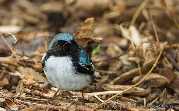 Black-throated Blue Warbler