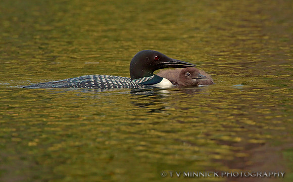 Loon and Chick